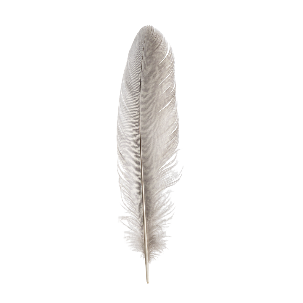 A single delicate feather in soft grey and taupe tones